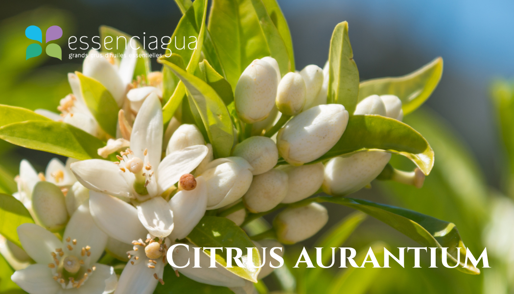 Citrus Aurantium 橙花,Essenciagua 堅持選用的野生有機植物。