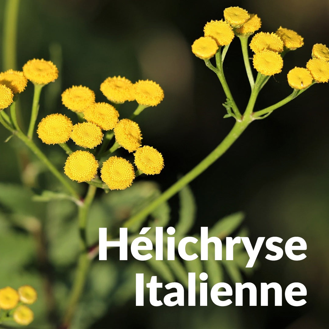 Helichryse Italienne Immortelle 義大利蠟菊 / 永久花,Essenciagua 堅持選用的野生有機植物。