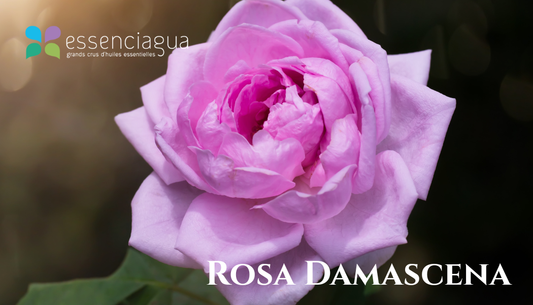 Rosa Damascena 大馬士革玫瑰,Essenciagua 堅持選用的野生有機植物。