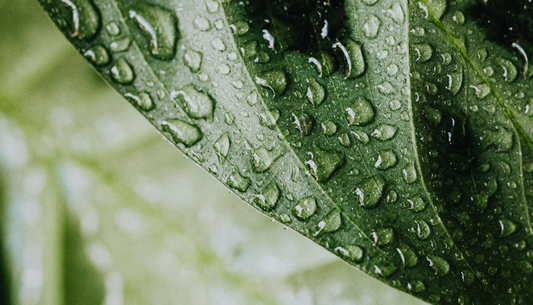 純露是什麼? 怎麼使用?