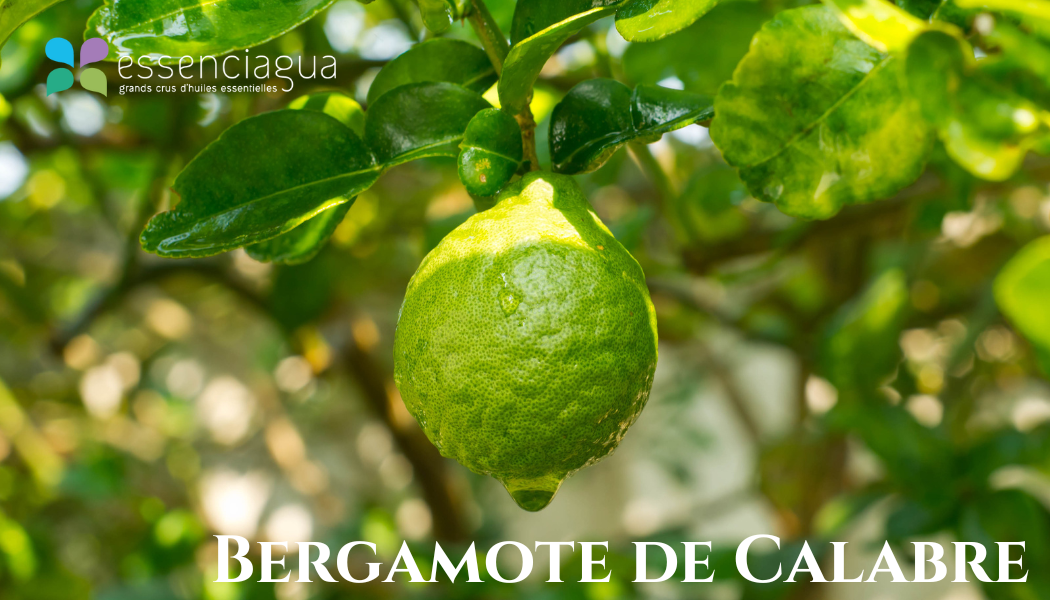 卡拉布里亞佛手柑精油