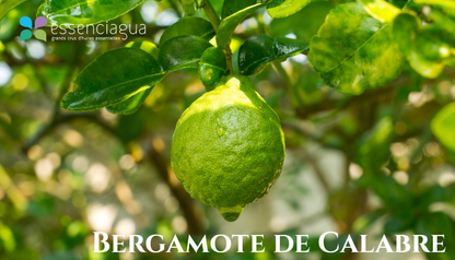 卡拉布里亞佛手柑精油