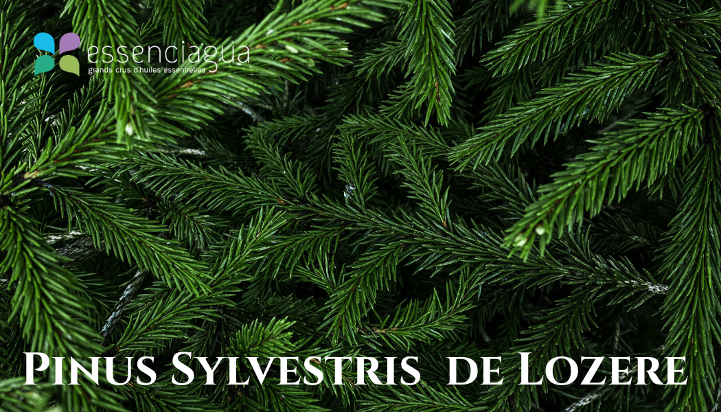 元氣舒活浴鹽（迷迭香、歐洲赤松、巨冷杉）Bio