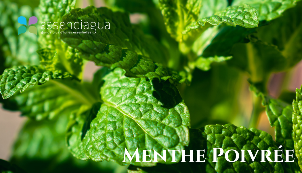 青春平衡純露（ 調理平衡 · 青春肌 ）