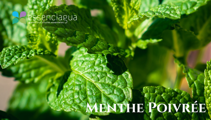 青春平衡純露（ 調理平衡 · 青春肌 ）