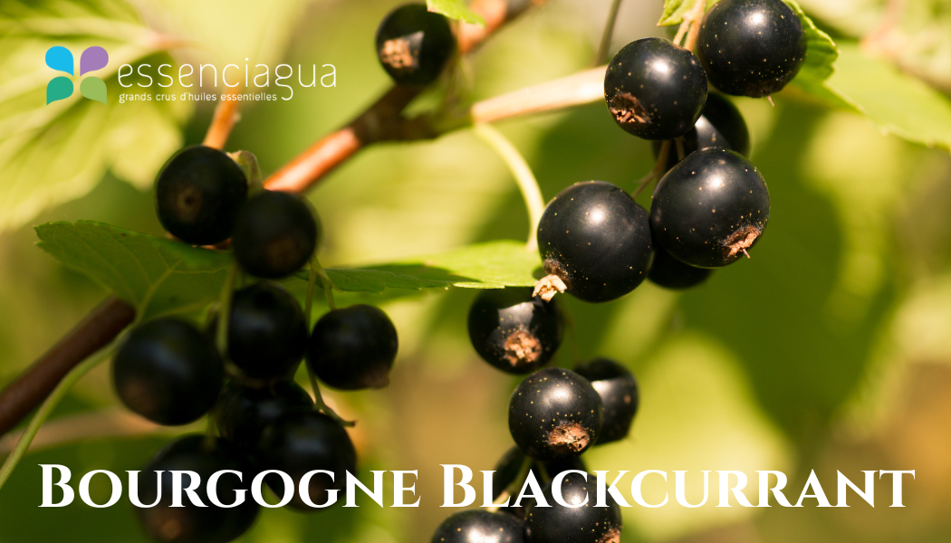 Bourgogne Blackcurrant 黑醋栗，Essenciagua 堅持選用的野生有機植物。
