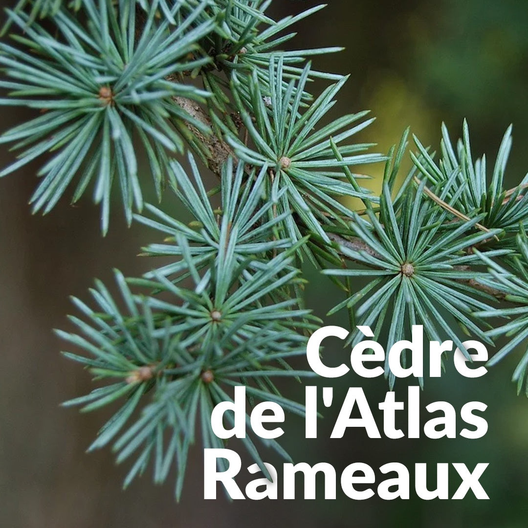 Cedre de l'Atlas Rameaux 阿特拉斯雪松(嫩枝)，Essenciagua 堅持選用的野生有機植物。