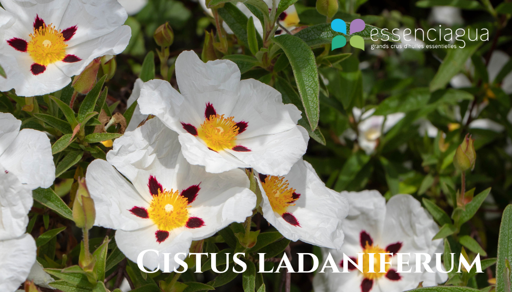 Cistus Ladaniferum 岩薔薇，Essenciagua 堅持選用的野生有機植物。
