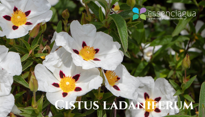 Cistus Ladaniferum 岩薔薇，Essenciagua 堅持選用的野生有機植物。