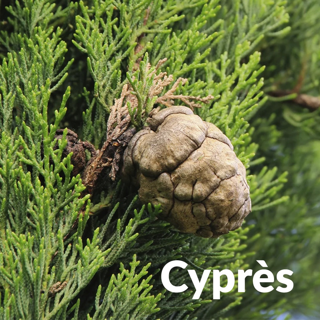 Cypres Toujours Vert 地中海絲柏，Essenciagua 堅持選用的野生有機植物。