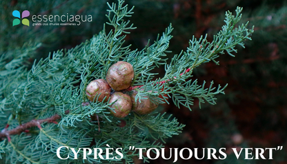 Cypres Toujours Vert地中海絲柏，Essenciagua 堅持選用的野生有機植物。