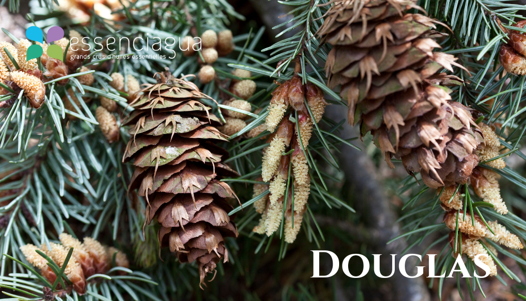 Douglas 道格拉斯杉，Essenciagua 堅持選用的野生有機植物。