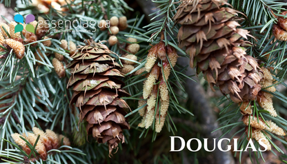 Douglas 道格拉斯杉，Essenciagua 堅持選用的野生有機植物。
