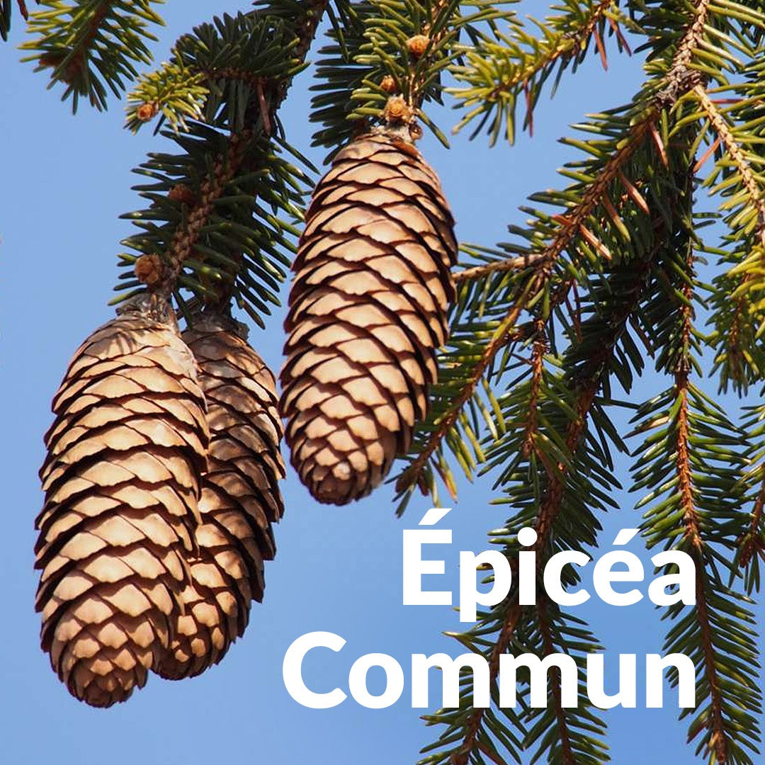 Epicea Commun 挪威雲，Essenciagua 堅持選用的野生有機植物。