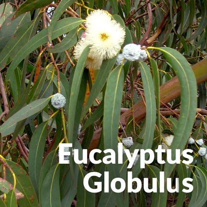 Eucalyptus Globulus 藍桉尤加利，，Essenciagua 堅持選用的野生有機植物。