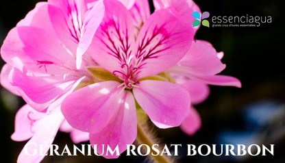 Geranium Rosat Bourbon 波旁玫瑰天竺葵，Essenciagua 堅持選用的野生有機植物。