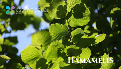 Hamamelis 金縷梅，Essenciagua 堅持選用的野生有機植物。