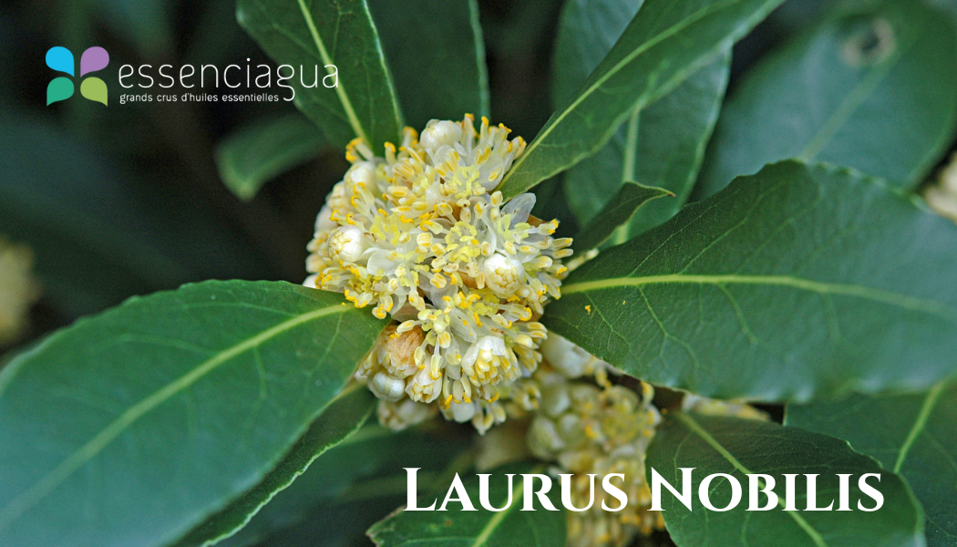 Laurus Nobilis 月桂，Essenciagua 堅持選用的野生有機植物。