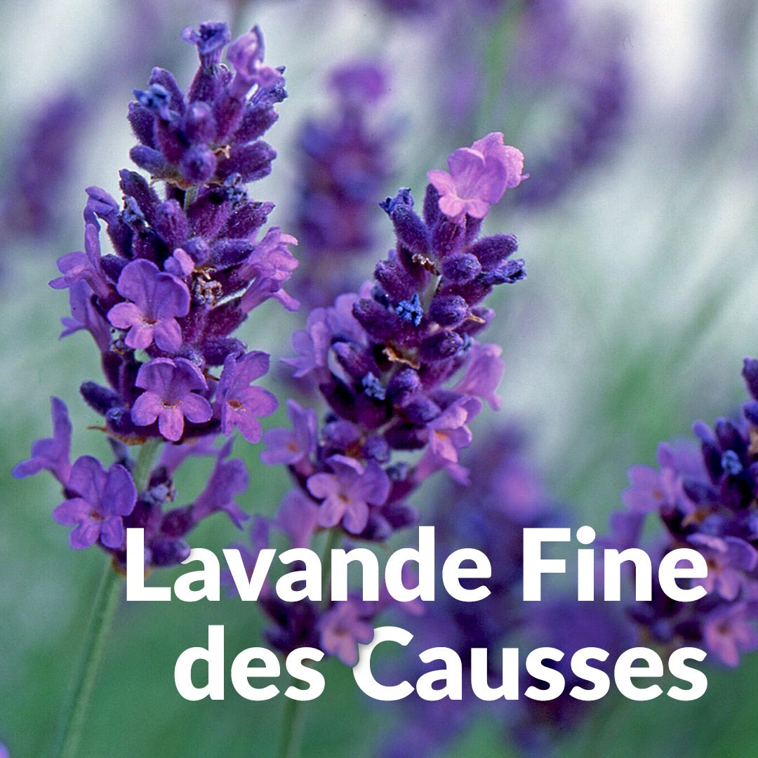 Lavande Fine des Causses 高地真正薰衣草，Essenciagua 堅持選用的野生有機植物。