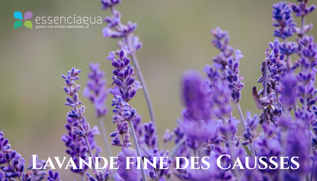 Lavande Fine des Causses 高地真正薰衣草，Essenciagua 堅持選用的野生有機植物。