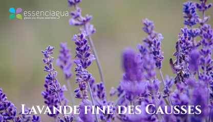 Lavande Fine des Causses 高地真正薰衣草，Essenciagua 堅持選用的野生有機植物。