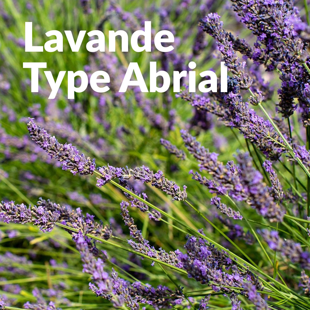 Lavandin Abrial 醒目薰衣草，Essenciagua 堅持選用的野生有機植物。