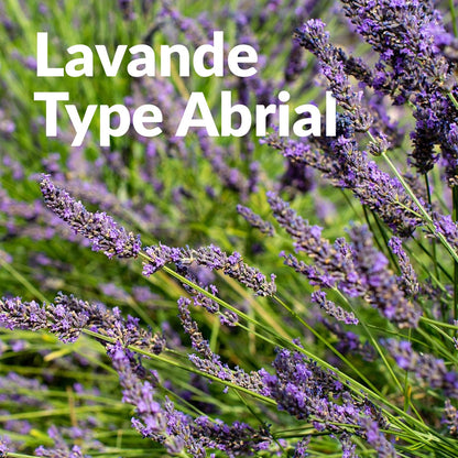 Lavandin Abrial 醒目薰衣草，Essenciagua 堅持選用的野生有機植物。