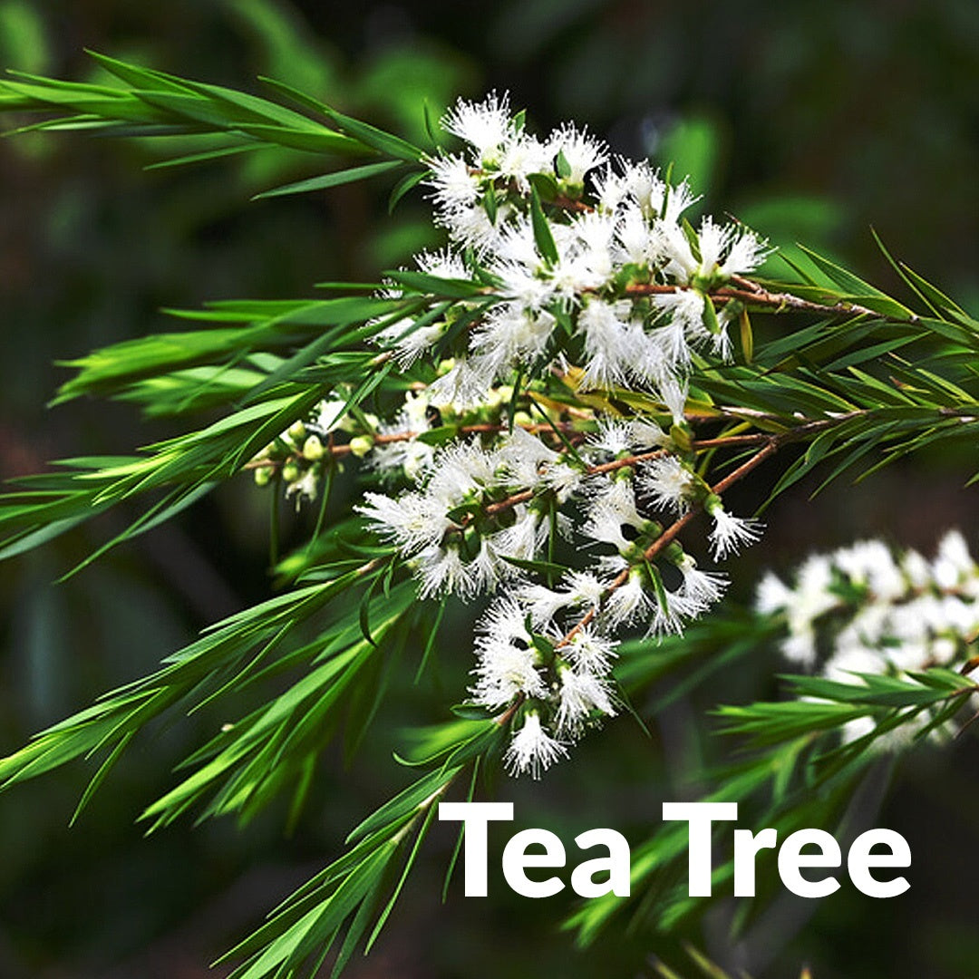 茶樹精油