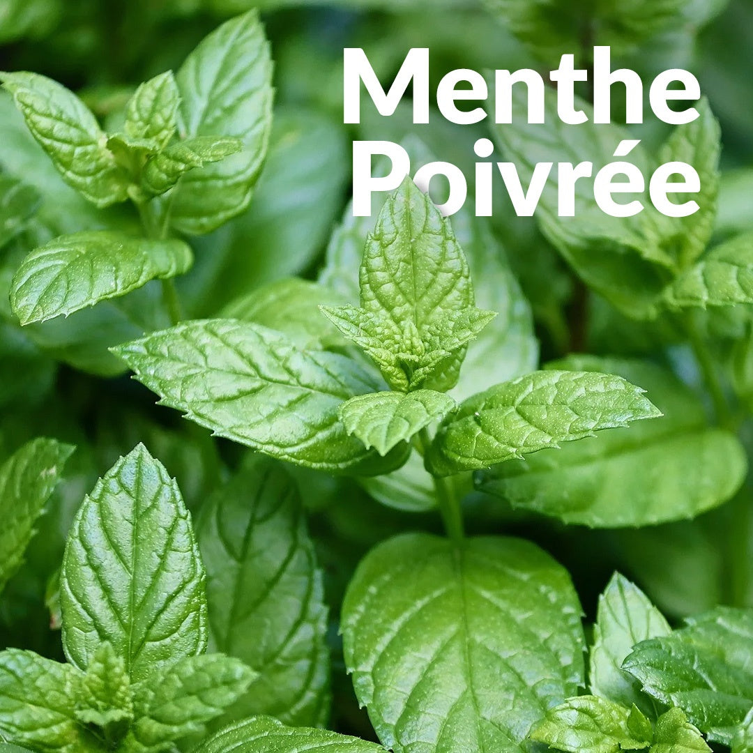 Menthe Poivree 胡椒薄荷，Essenciagua 堅持選用的野生有機植物。
