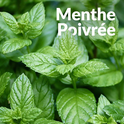 Menthe Poivree 胡椒薄荷，Essenciagua 堅持選用的野生有機植物。