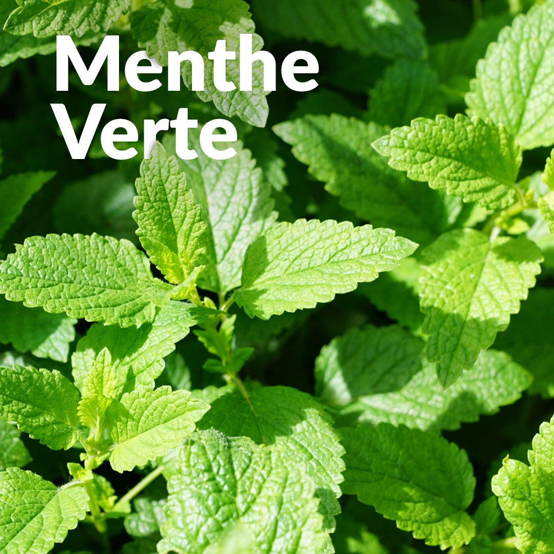 Menthe Verte 綠薄荷，Essenciagua 堅持選用的野生有機植物。
