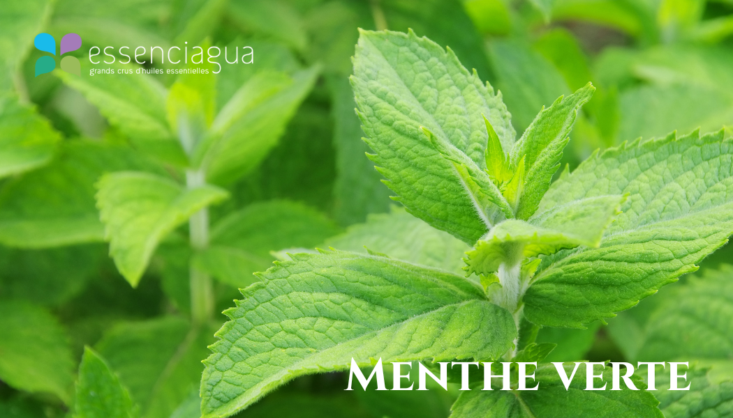 Menthe Verte 綠薄荷，Essenciagua 堅持選用的野生有機植物。
