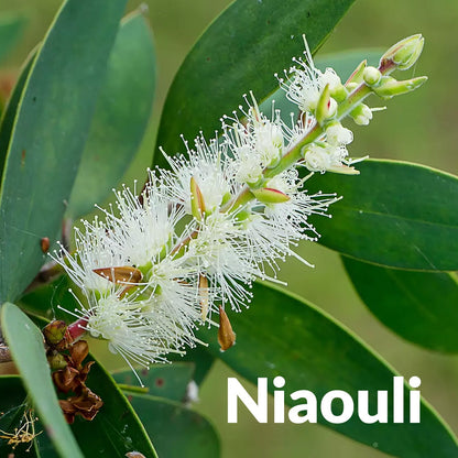 Niaouli 綠花白千層，Essenciagua 堅持選用的野生有機植物。