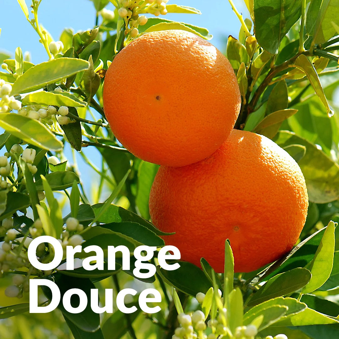 Orange Douce 甜橙，Essenciagua 堅持選用的野生有機植物。