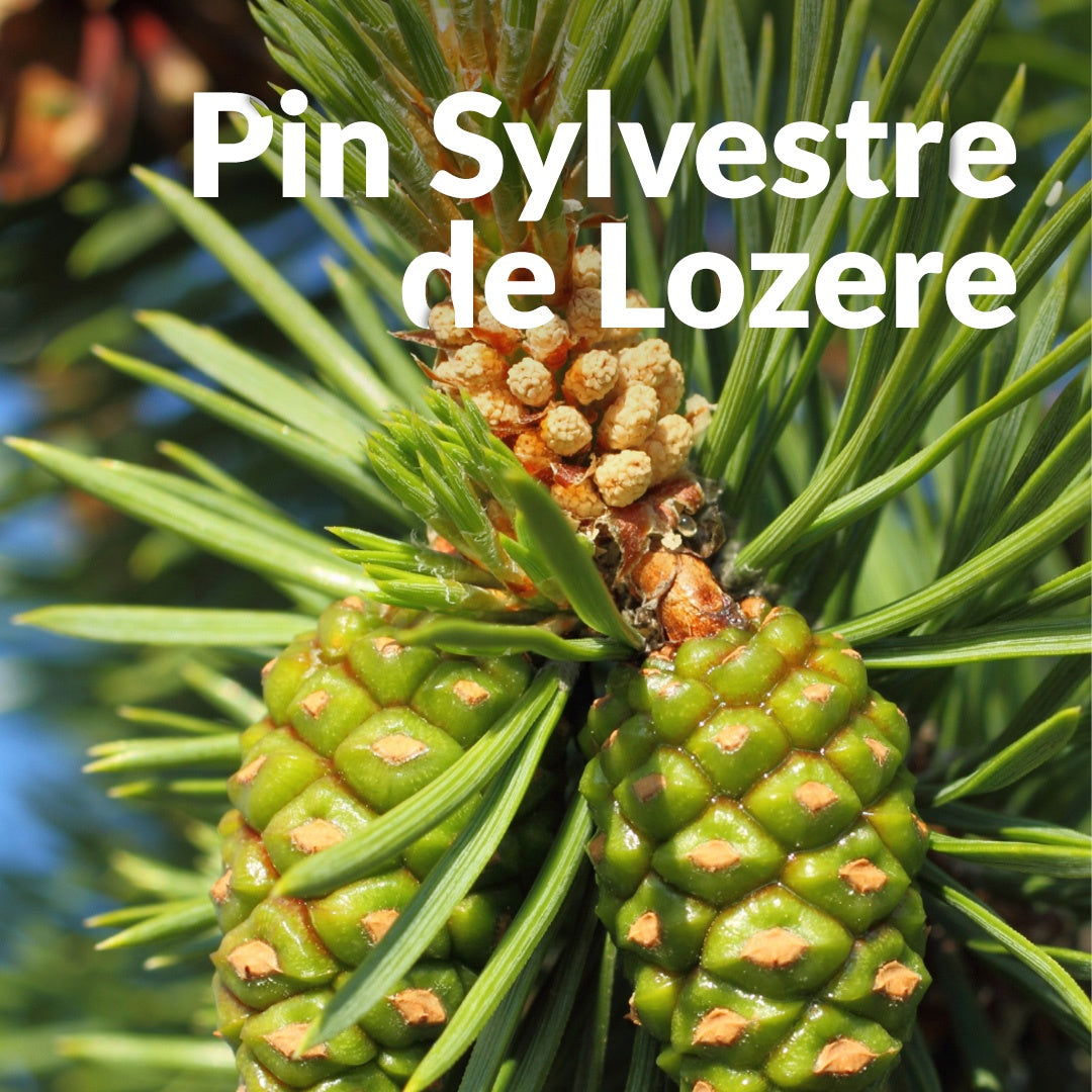 Pin Sylvestre 洛澤爾赤松，Essenciagua 堅持選用的野生有機植物。