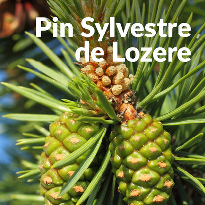 Pin Sylvestre 洛澤爾赤松，Essenciagua 堅持選用的野生有機植物。