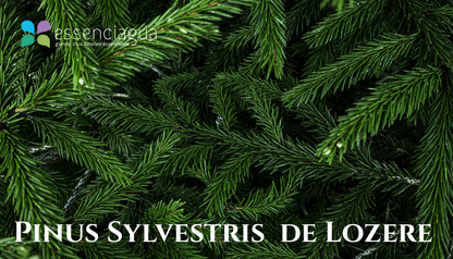 Pin Sylvestre 洛澤爾赤松，Essenciagua 堅持選用的野生有機植物。
