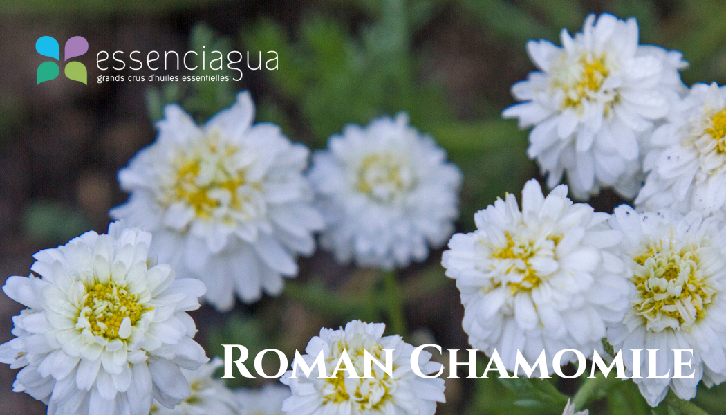 roman chamomile 羅馬洋甘菊，Essenciagua 栽培與蒸餾的芳香植物