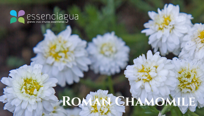 roman chamomile 羅馬洋甘菊，Essenciagua 栽培與蒸餾的芳香植物