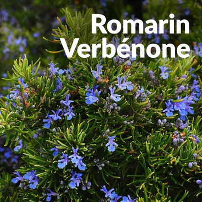 Romarin Verbenone 科西嘉迷迭香，Essenciagua 堅持選用的野生有機植物。
