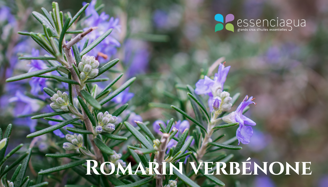 Romarin Verbenone 科西嘉迷迭香，Essenciagua 堅持選用的野生有機植物。