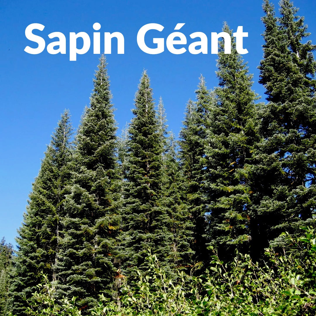 Sapin Geant 巨冷杉，Essenciagua 堅持選用的野生有機植物。