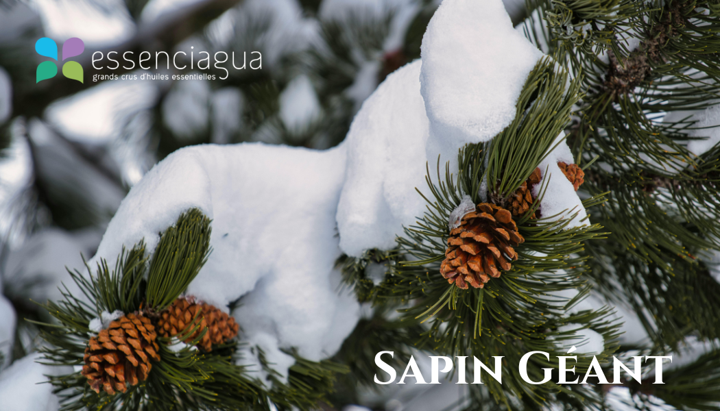 Sapin Geant 巨冷杉，Essenciagua 堅持選用的野生有機植物。