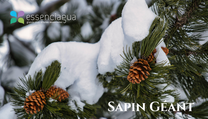 Sapin Geant 巨冷杉，Essenciagua 堅持選用的野生有機植物。