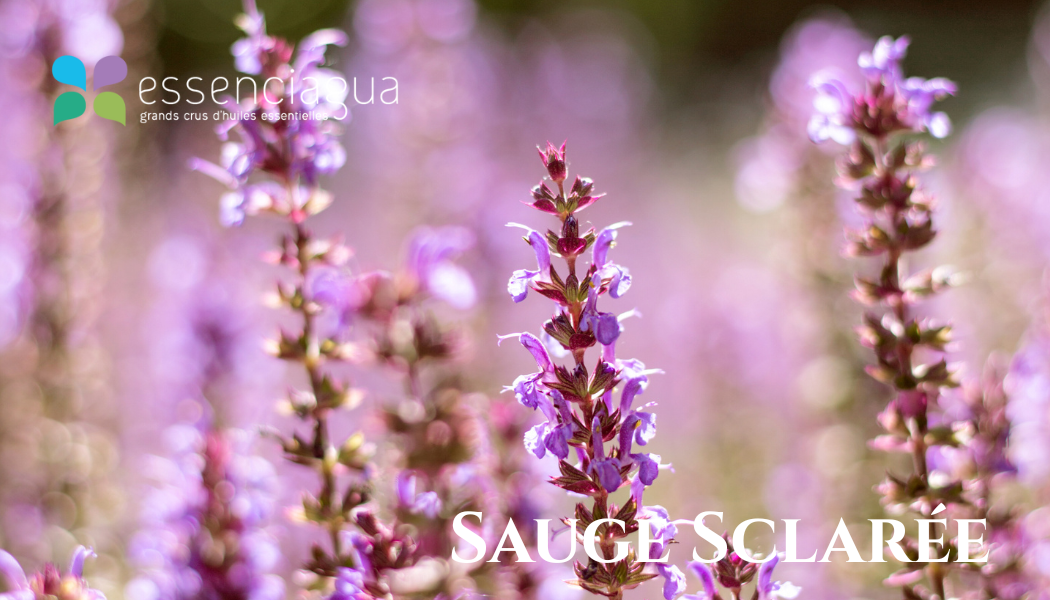 Sauge Sclaree 快樂鼠尾草，Essenciagua 堅持選用的野生有機植物。